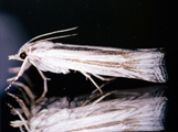 Ancylolomia chrysographellus